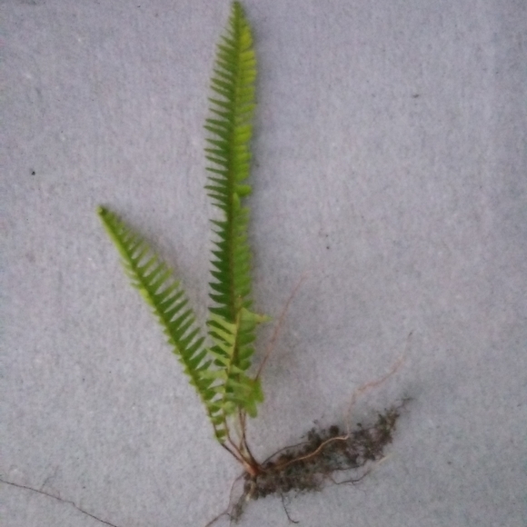 2 sword fern starter plants - Picture 4 of 4